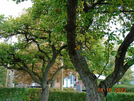 Apfelbaum im Schollengarten